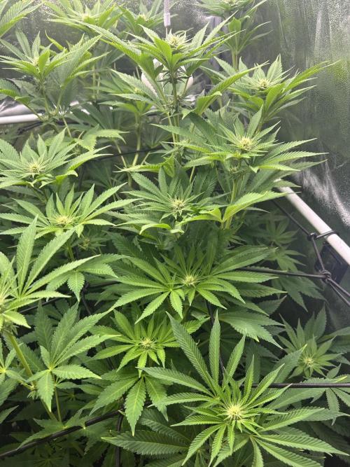 JDGenetics Hunters Grape/HuntersRuntz. Week 3