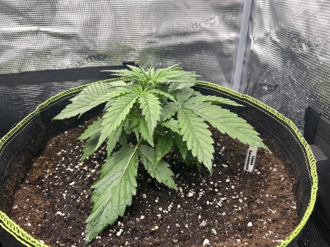 Auto / Wappa - Zombie Kush - Kush-Mintz. Week 2