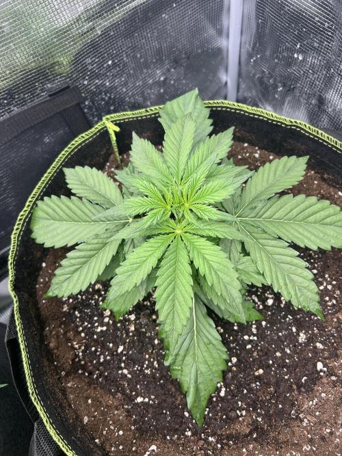 Auto / Wappa - Zombie Kush - Kush-Mintz. Week 2