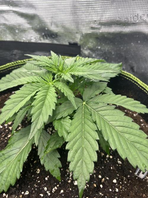 Auto / Wappa - Zombie Kush - Kush-Mintz. Week 2