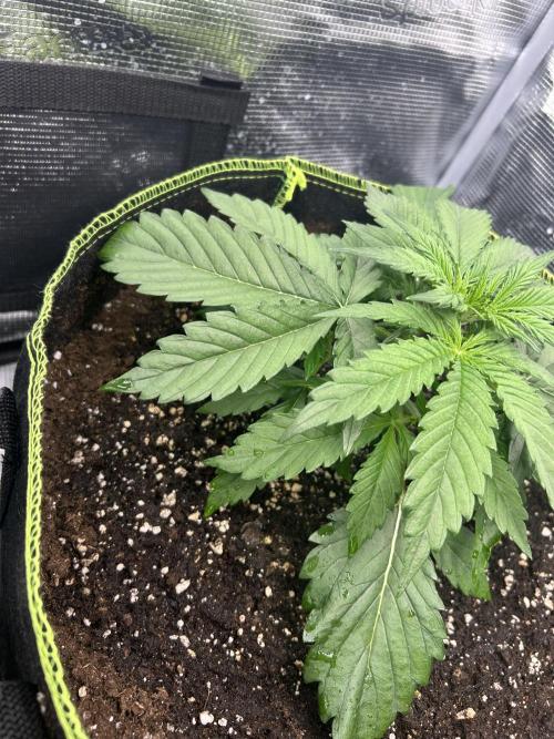 Auto / Wappa - Zombie Kush - Kush-Mintz. Week 2