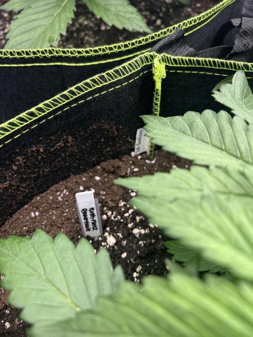 Auto / Wappa - Zombie Kush - Kush-Mintz. Week 2