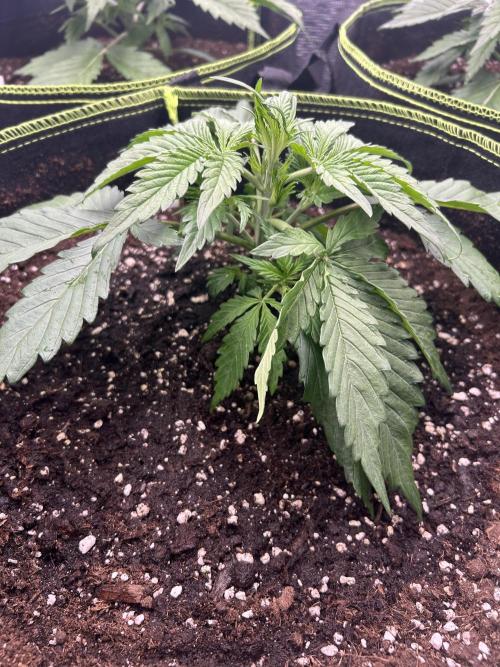 Auto / Wappa - Zombie Kush - Kush-Mintz. Week 2