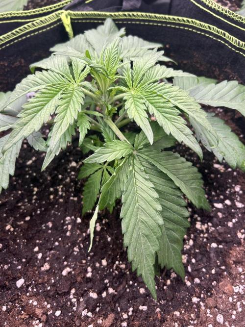 Auto / Wappa - Zombie Kush - Kush-Mintz. Week 2