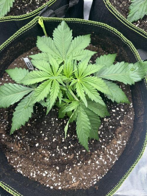 Auto / Wappa - Zombie Kush - Kush-Mintz. Week 2