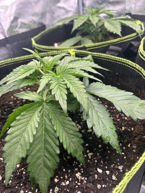 Auto / Wappa - Zombie Kush - Kush-Mintz. Week 2