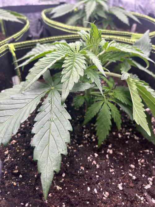 Auto / Wappa - Zombie Kush - Kush-Mintz. Week 2