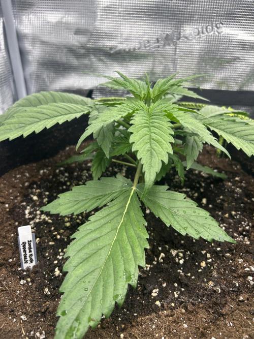 Auto / Wappa - Zombie Kush - Kush-Mintz. Week 2