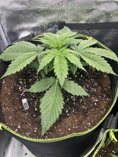 Auto / Wappa - Zombie Kush - Kush-Mintz. Week 2