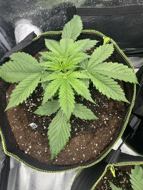 Auto / Wappa - Zombie Kush - Kush-Mintz. Week 2