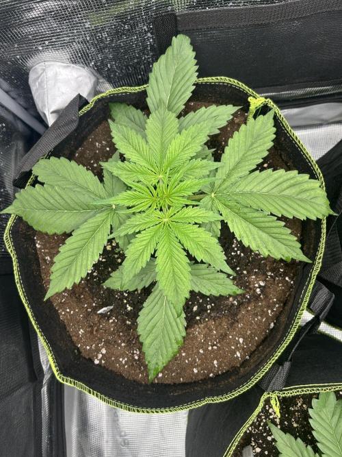 Auto / Wappa - Zombie Kush - Kush-Mintz. Week 2