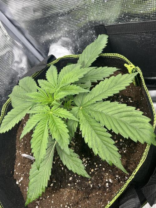 Auto / Wappa - Zombie Kush - Kush-Mintz. Week 2