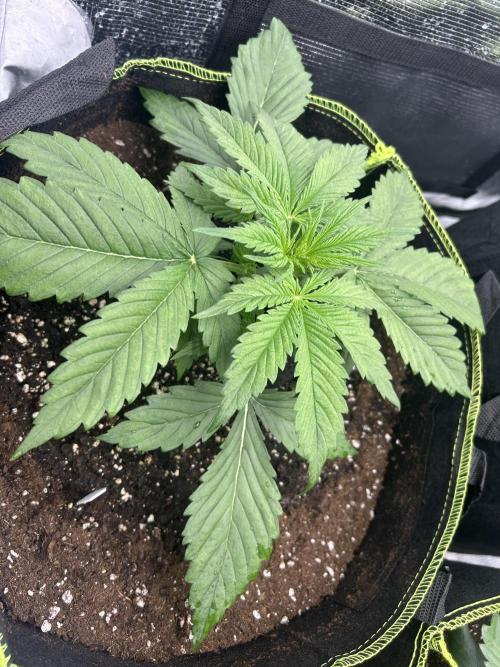 Auto / Wappa - Zombie Kush - Kush-Mintz. Week 2