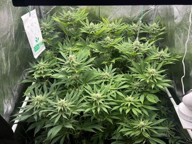 JDGenetics Hunters Grape/HuntersRuntz. Week 4