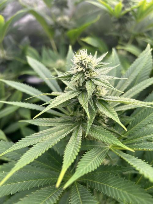 JDGenetics Hunters Grape/HuntersRuntz. Week 4