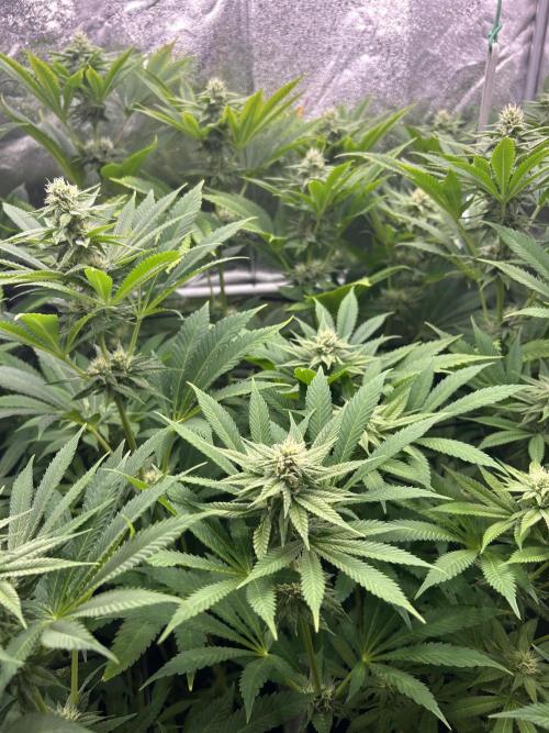 JDGenetics Hunters Grape/HuntersRuntz. Week 4