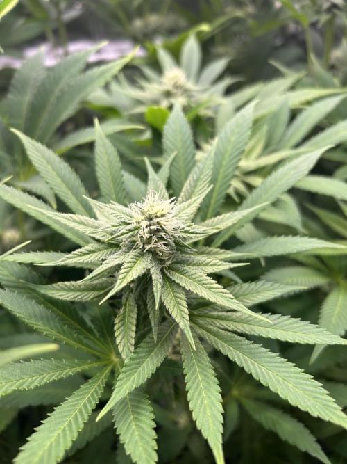 JDGenetics Hunters Grape/HuntersRuntz. Week 4