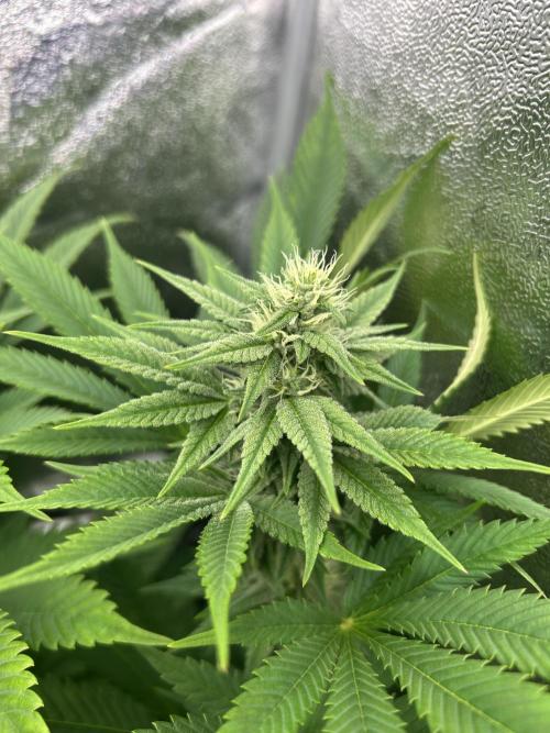 JDGenetics Hunters Grape/HuntersRuntz. Week 4