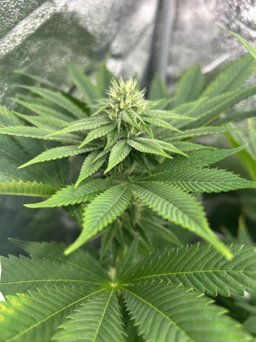 JDGenetics Hunters Grape/HuntersRuntz. Week 4