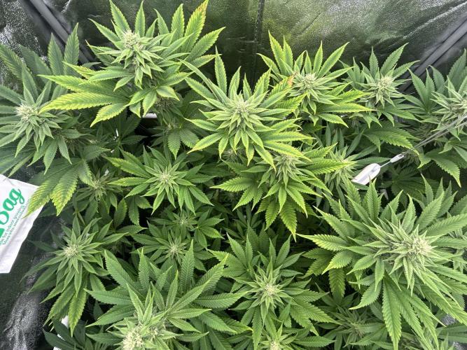 JDGenetics Hunters Grape/HuntersRuntz. Week 4