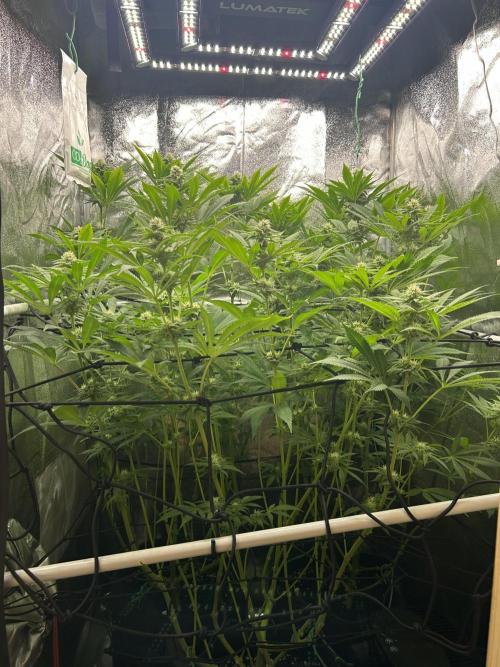 JDGenetics Hunters Grape/HuntersRuntz. Week 4