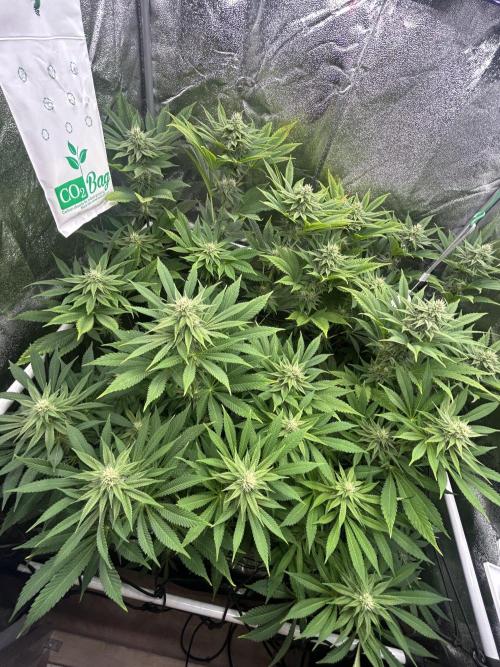 JDGenetics Hunters Grape/HuntersRuntz. Week 4