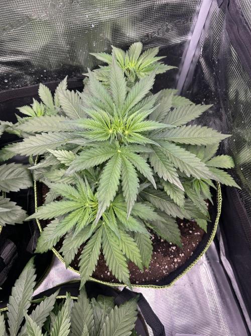 Auto / Wappa - Zombie Kush - Kush-Mintz. Week 3