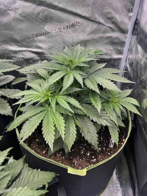 Auto / Wappa - Zombie Kush - Kush-Mintz. Week 3