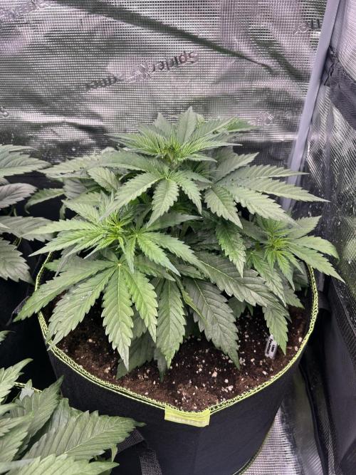 Auto / Wappa - Zombie Kush - Kush-Mintz. Week 3