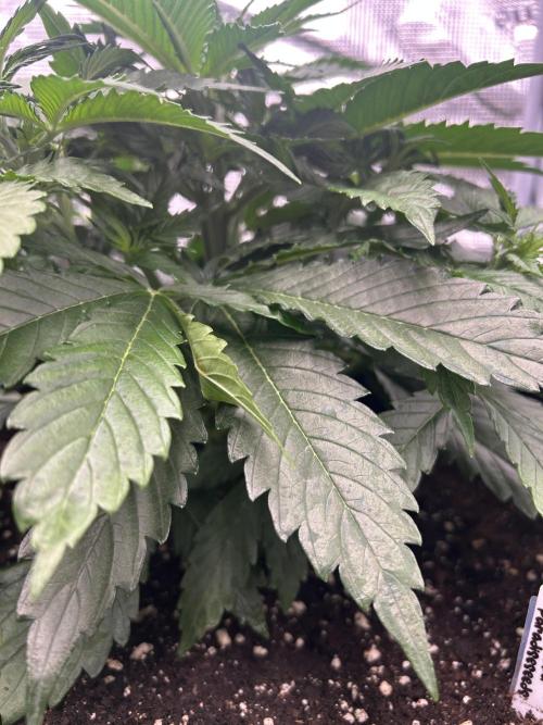 Auto / Wappa - Zombie Kush - Kush-Mintz. Week 3