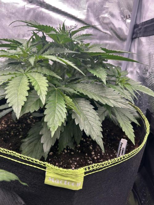 Auto / Wappa - Zombie Kush - Kush-Mintz. Week 3