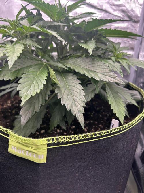 Auto / Wappa - Zombie Kush - Kush-Mintz. Week 3