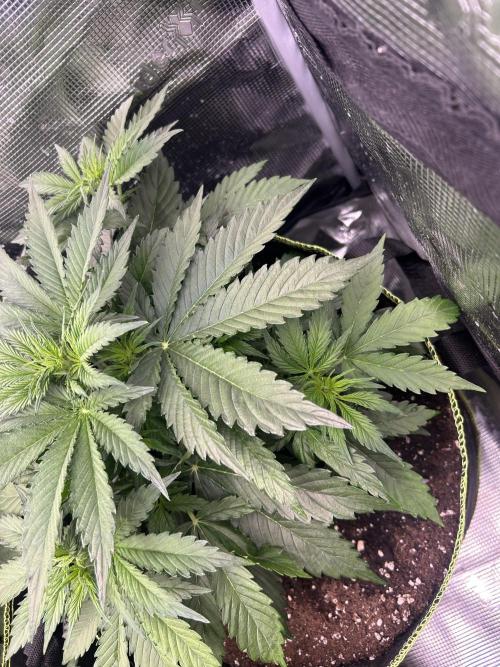 Auto / Wappa - Zombie Kush - Kush-Mintz. Week 3