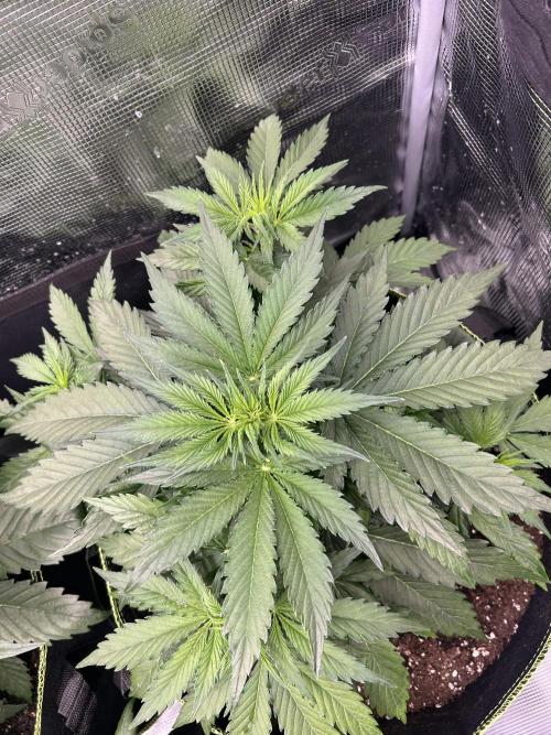 Auto / Wappa - Zombie Kush - Kush-Mintz. Week 3