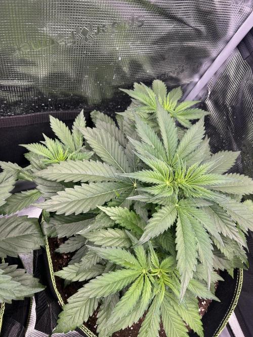 Auto / Wappa - Zombie Kush - Kush-Mintz. Week 3