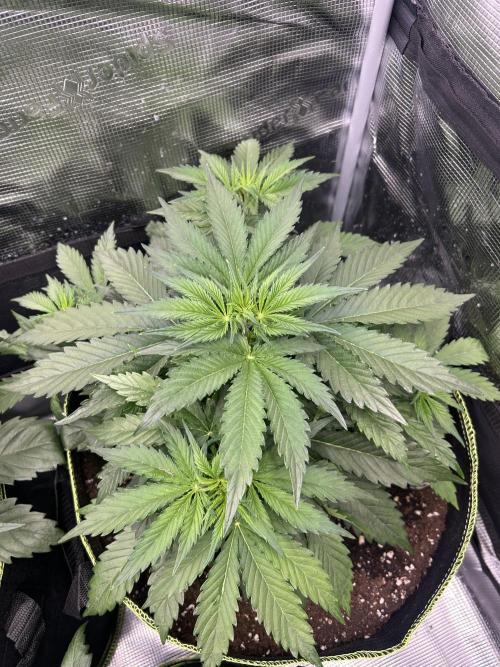 Auto / Wappa - Zombie Kush - Kush-Mintz. Week 3