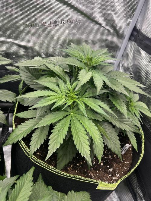 Auto / Wappa - Zombie Kush - Kush-Mintz. Week 3