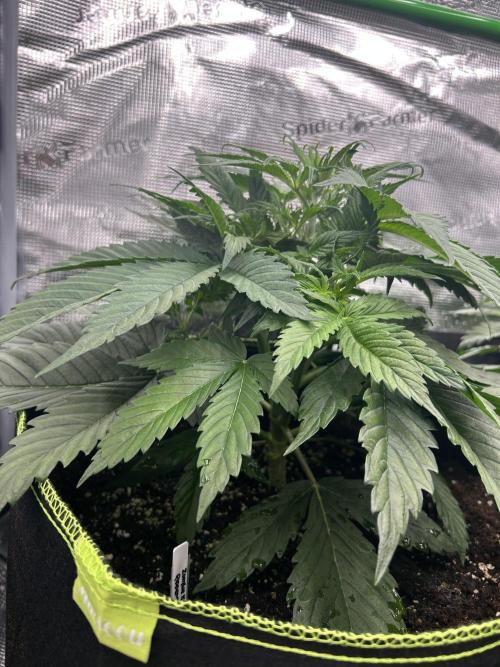 Auto / Wappa - Zombie Kush - Kush-Mintz. Week 3