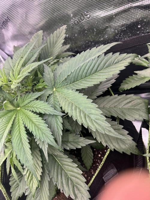 Auto / Wappa - Zombie Kush - Kush-Mintz. Week 3