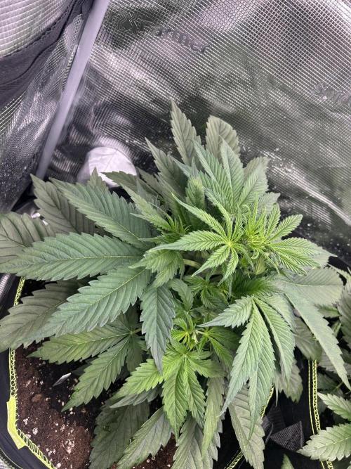 Auto / Wappa - Zombie Kush - Kush-Mintz. Week 3