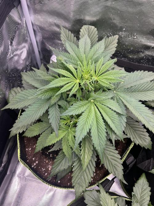 Auto / Wappa - Zombie Kush - Kush-Mintz. Week 3