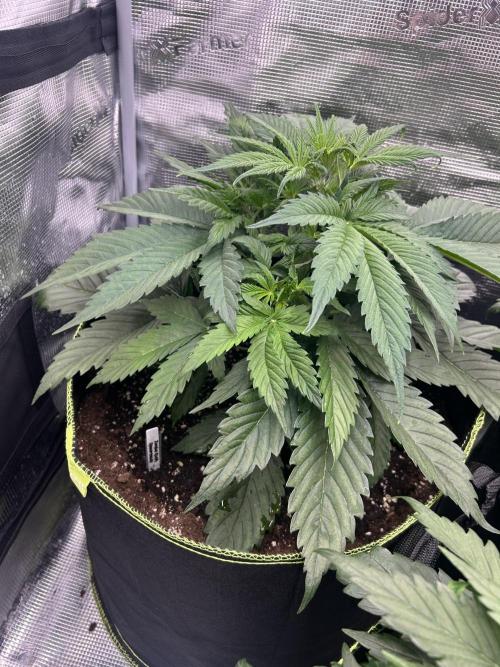 Auto / Wappa - Zombie Kush - Kush-Mintz. Week 3