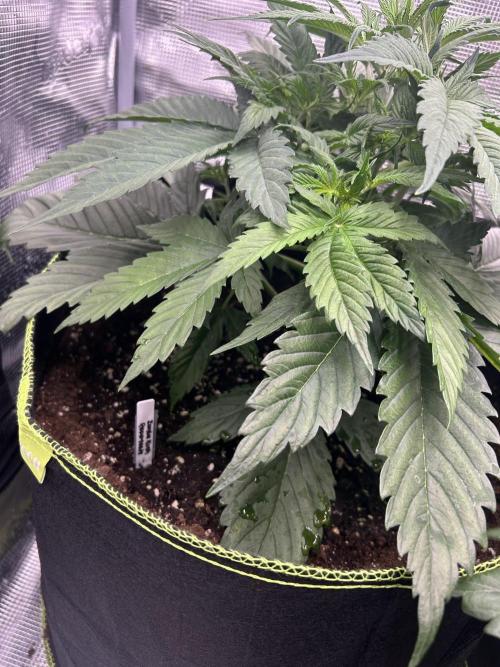 Auto / Wappa - Zombie Kush - Kush-Mintz. Week 3