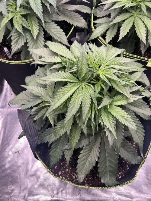 Auto / Wappa - Zombie Kush - Kush-Mintz. Week 3