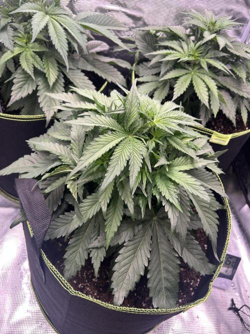 Auto / Wappa - Zombie Kush - Kush-Mintz. Week 3