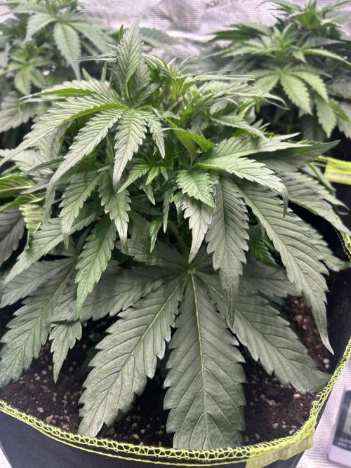 Auto / Wappa - Zombie Kush - Kush-Mintz. Week 3