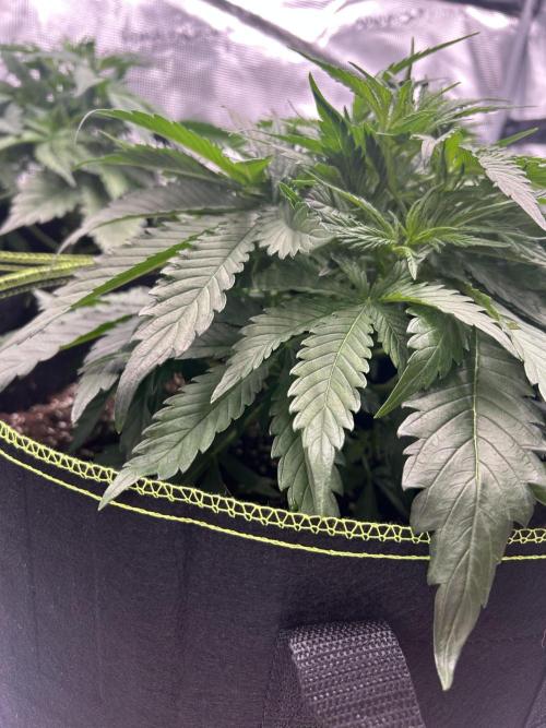 Auto / Wappa - Zombie Kush - Kush-Mintz. Week 3