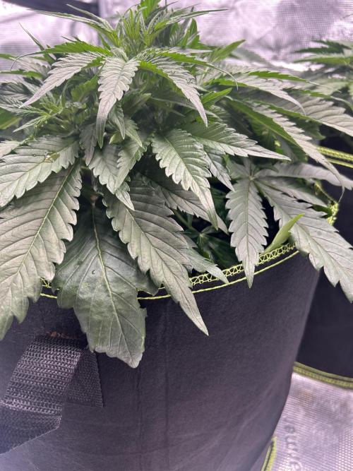 Auto / Wappa - Zombie Kush - Kush-Mintz. Week 3