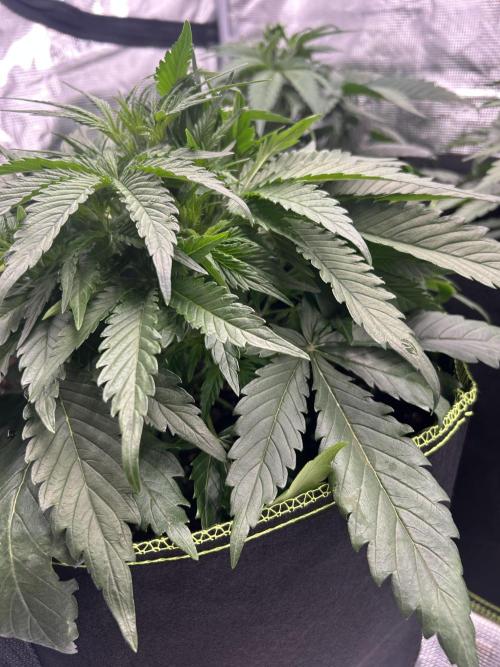 Auto / Wappa - Zombie Kush - Kush-Mintz. Week 3