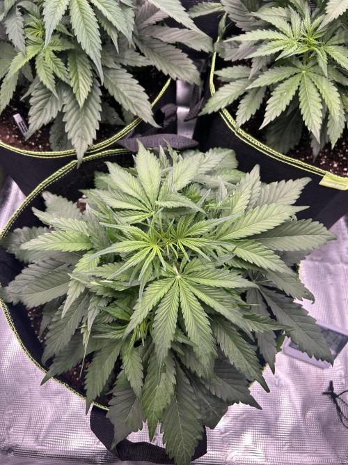 Auto / Wappa - Zombie Kush - Kush-Mintz. Week 3